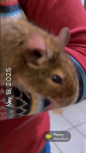 Queen the Degu ✨🐹✨ Cute and curious #degulife #cutepets #petvlog #cute #degu #funnypets #petlove