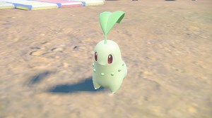 Pokemon Indigo Disk Chikorita Location - How to catch and evolve Chikorita - VideoGamer
