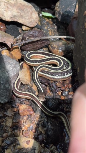 These snakes are adorable! #wildlife #animals #cute