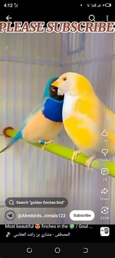 zebra finch bird sound : The sound of a female bird Zebra Finch sound Finches