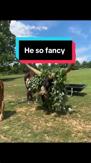 Exploring the Majestic Cow at NOVA Wild Zoo