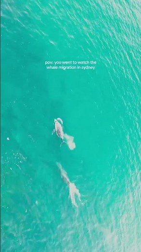 Whale Watching with Captain Cook Cruises in Sydney
