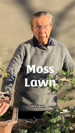 How to Add Lush Green Moss to Your Bonsai Trees #bonsai #bonsaitree #tutorial #plants #shorts