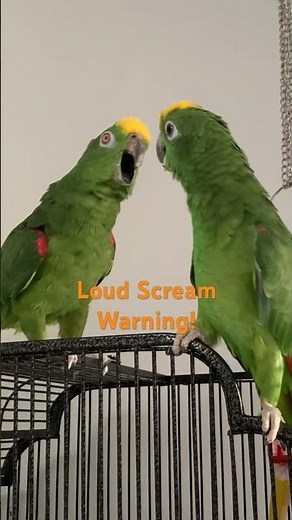 Noisy Parrots | Amazon Parrot