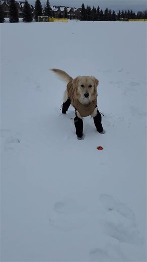 Apollo 21 months now!!! #Loves #Snow #goldenretriever #doglife #fun