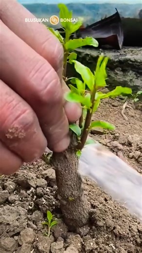 how to graft jujube tree bonsai material #bonsai #bonsaitree #bonsaiart