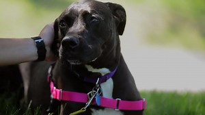 This Great Dane mix is a great dog