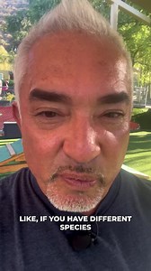 Cathy Schizas asks “can you give ideas of mental stimulation? I train daily my husky and bully puppy, but my husky is out of this world destructive. Ate my stairs, my shoes, my baseboards, my couch…. Perfect on a walk, perfect on a run, shower her with love relentlessly, but believe im missing the mark on ‘mental stimulation’. Can you please share some ideas” Thank you for sharing your story. Listen to this video to learn more ways we can provide mental stimulation for our dogs. We love you! #be