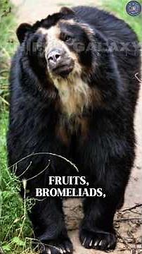 Meet the Spectacled Bear — South America’s Hidden Predator🐻