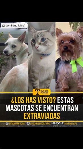 AmorPorLosAnimalesVenezuela on Instagram: "#REPOST @tachiranoticias1 with @download_repost_pro - ¡Ayudémoslos a regresar a casa! 🐕🐈‍⬛ 🐈‍⬛ Este gatito llamado Lucas se extravió en la urbanización Villa Sol, vía la Machirí, en San Cristóbal. Por favor, si lo has visto contacta al 0416-5272808 o al 0424-7137090. 🐶 Esta perrita blanca llamada Susy se extravió en Caneyes el pasado 24 de diciembre. Por favor, si la has visto contacta al 0412-0583911 o al 0412-0583911. 🐕Esta perrito Yorkshire llam