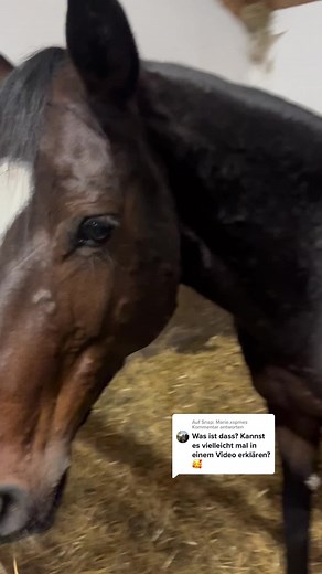 Was ist Nesselsucht bei Pferden?