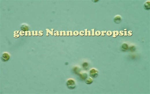 Marine Phytoplankton, A Nutrient Dense Microalgae