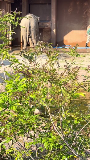 #ホース片付けるゾウ #感動したゾウ