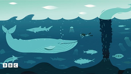 How 'Whale' Do You Know Whales?