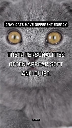 People describe gray cats as “gentle souls” Their personalities often appear soft and quiet.