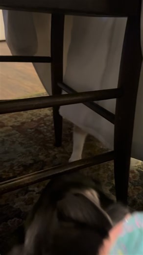 Kid Charlemagne (the cat) and Pepper playing. #cats_of_instagram #dogs_of_instagram | A 440 Piano Service