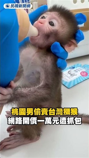 Taoyuan Man Caught Trying to Sell Month-Old Formosan Macaque Online for $10,000 | FTV News |