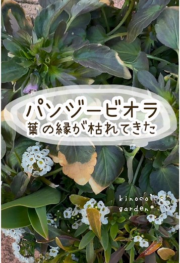 パンジービオラ葉の枯れとの原因と対策