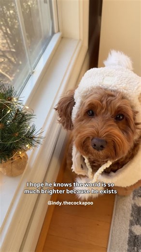 INDY THE COCKAPOO | I hope he knows how amazing he is and how many hearts he’s touched🥺 🤍: @gigis.usa | INDY15 #cockapoo #doodles #christmasdog #puppydogeyes | Instagram