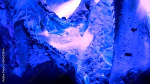 Intense blue flames blazing in fireplace. Burning woods shiver in hot air and blue flames fluorescing. White ash covers the burning pieces of wood.