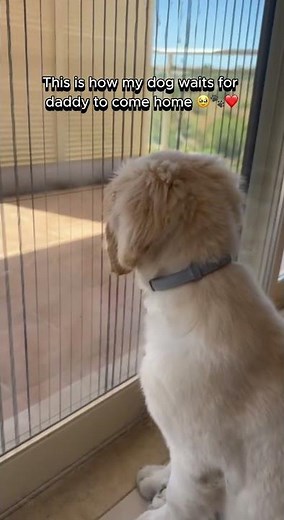 My Dog Does This Every Day Until Daddy Comes Home ❤️🐾