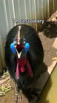 Scariest Bird Sounds Ever Recorded