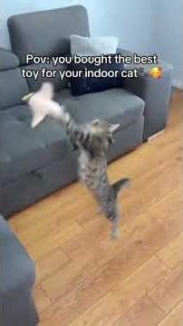 Flappy Cat Plush Toy#FlappyCatToy