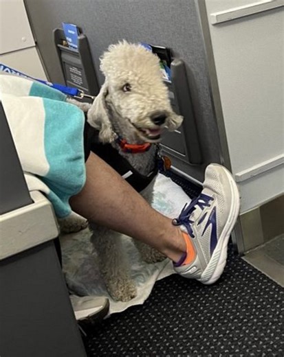 No More Pretending To Have A Support Animal, American Airlines Makes Pet Travel Easier - View from the Wing