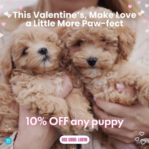 10% Off Puppies For Valentine's Day | Code: LUV100 ‪@pawrade‬