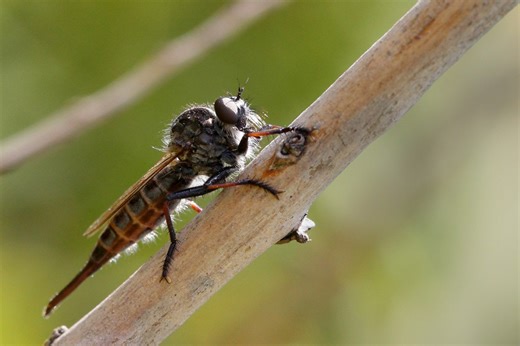 ‘Cannibal Fly’ in Ohio: Have you ever seen a fly this big?