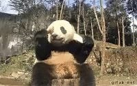 It's our fault, because the way pandas survived is they ate the bamboo. Then every 40 years or so all the bamboo in a given area would flower and die, and ALL the pandas in that area would die too. But since the bamboo forests were everywhere, pandas from adjacent forests would wander in the next year and start eating the new bamboo. The problem started when Chinese people cut down most of the bamboo forests. Now if a panda was in a forest when it flowered, they would die (as before) but there w
