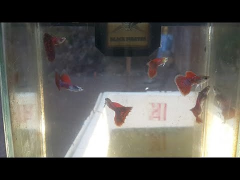 SURPRISING RESULTS OF CROSS BREEDING TWO TYPES OF GUPPY [Mosaic Guppy + Red Grass]