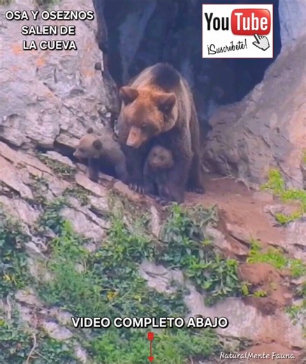 OSA Y OSEZNOS SALEN DE LA CUEVA #cordilleracantabrica #wildlife