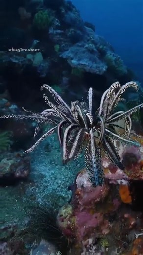 💤🙏♥️ ..con la strana ma bellissima stella piuma (Crinoide sp.)#ocean #oceano #curiosity #love #zzz