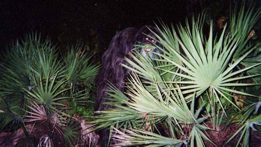 Sunshine State monsters: 3 Florida cryptids to learn about this Halloween season