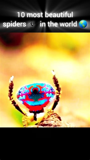 10 most beautiful spiders in the world 🌎 / @Mysterysite /#facts #factsdaily #spiders #factsdaily