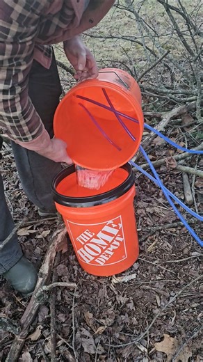Today's Harvest (Every maple sap bucket was full) #homesteading #maplesyrup #maplesap
