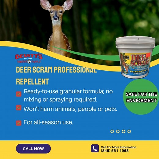 🦌 Deer Scram - The #1 selling granular deer repellent! 🏆 Formulated for professional use, Deer Scram is your safe and effective solution to keep deer away from your precious greens. 🌿 Their secret? They use animal by-products to imitate the smell of a dead deer, stimulating a sense of fear and a strong avoidance reaction in live deer. It’s perfect for use around plots, garden beds, rows of trees, shrubs, flowers, or other edibles at risk for deer browsing damage. 🌳🌷 Just sprinkle liberally 