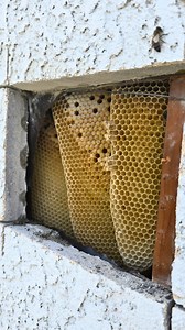 Today I completed a bee removal in Corona, CA, and it turned out to be a full hive packed with active honey bees and brood! 🐝 I originally thought the space would be empty, but instead found a fresh hive, about a month to a month and a half old. I carefully performed a live bee rescue, safely relocating all the honey bees and removing the brood to prevent any future problems. We were able to reach the entire hive through the original opening and sealed it up properly so the homeowners won't hav