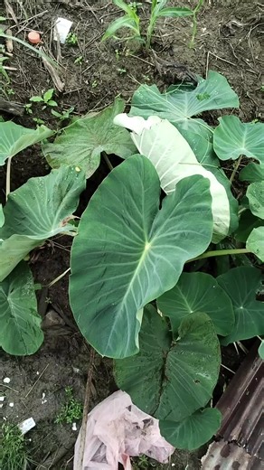 Apison Karu on TikTok