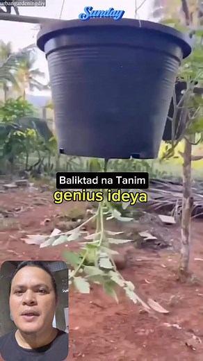 2.9M views · 10K reactions | baliktad na tanim , genius idea sa pagtatanim, pwede nating gayahin sa ating mga bahay. #kapanewstv | Kapa News Tv | Facebook