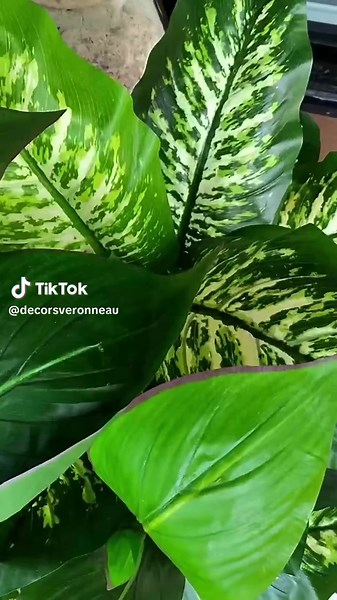 How gorgeous our outdoor artificial plants look in here! Not just that, they are completely maintenance-free. Tell us in the comments your favorite product in this video 🌿 👇#outdoorfauxplant #outdoorplanter #outdoorarrangements #fauxplantsforoutdoor #fauxplanthack #artificialplantwall #artificialplantdecor #planteridea #outdoorlivingspaces #summerporch #springporchdecor #porchdecorsummer #outdoorarrangements #outdoorplant