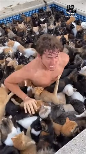 "I'm Never Getting Out!" 🙀 Man Drowning in a Swimming Pool of CATS! 🌊 #viralvideo #trendingreelsvideo | SmilelabTv