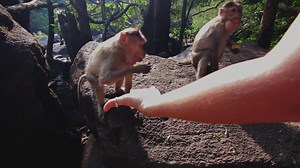 Girl Is Feeding Monkeys In Jungle Stock Footage SBV-305014750 - Storyblocks