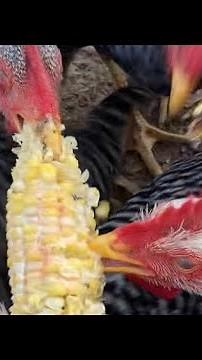 Chickens Eating Corn On The Cob