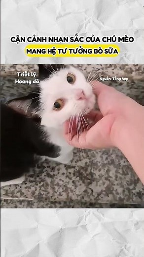 Bò sữa phiên bản mini thích ăn pate 🐄🐈#YeuMeo #MeoBoSua #ThuCungHaiHuoc