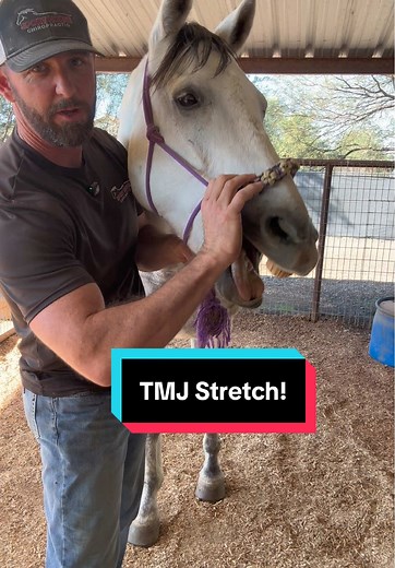 TMJ Stretch for Horses: Enhance Comfort and Performance