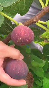 😲😋Fresh Fruit #yummy #delicious #figfruit #fruitcutting #satisfying #viralvideo #shorts #fyp #fresh #fypシ #fypシ゚viralシ #relsviralシ #shortvideofbreels #viralvideoシ #reelsfypシ #reelstrending #reelsvideo #trendingreels #fypシ #phillipines #taiwan #fruits #fruitlover #fruitart #Amazing #asmr #Wow #Nice #winter #thankyou #foodie#food | Freshly Fruit Official