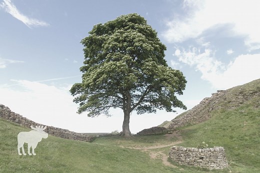 How To Determine The Age Of A Sycamore Tree? — Forest Wildlife