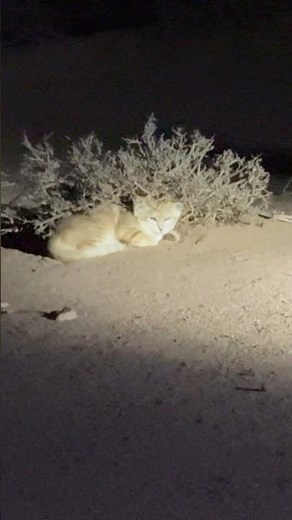 The Ghost Cat of the Sahara - the Sand Cat